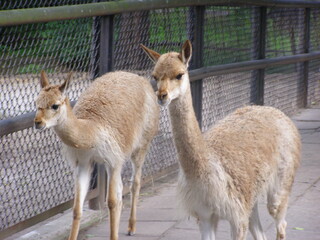 Fototapeta premium Vicunas in Enclosure at Warsaw Zoo on a Sunny Day
