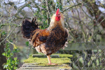 Free range cockerel in a garden © Francesca Leslie