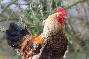 Free range cockerel in a garden © Francesca Leslie