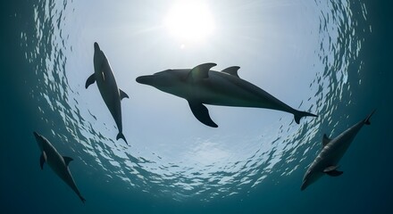 Obraz premium shark in the sea