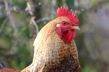 Free range cockerel in a garden © Francesca Leslie