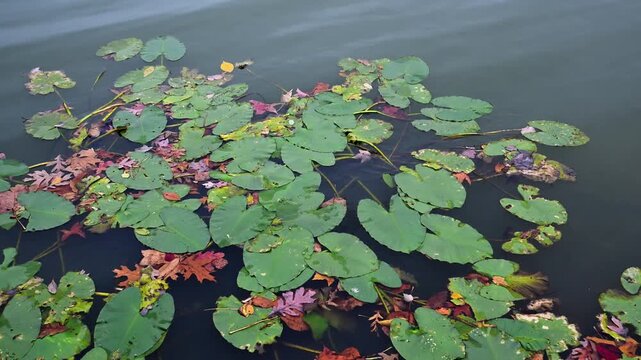 Large green floating leaves of water lilies (family Nymphaeaceae) drifting on the water surface in autumn in a bay of the Raritan River, New Jersey, USA