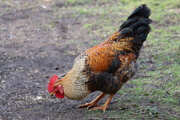 Free range cockerel in a garden © Francesca Leslie
