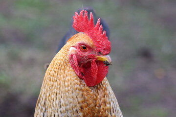 Free range cockerel in a garden © Francesca Leslie