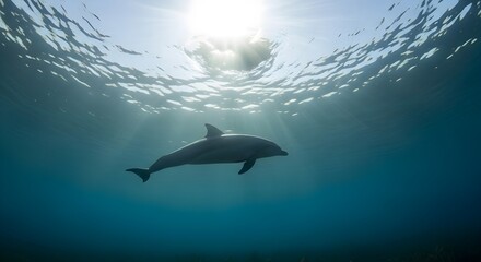 Fototapeta premium dolphin and shark