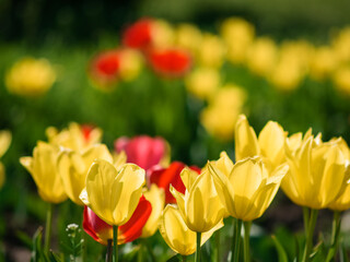 Obraz premium Beautiful red and yellow Tulipa gesneriana flowers in park