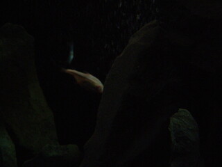 Dark Aquarium Scene with Fish at Warsaw Zoo © QuietPixel Studio