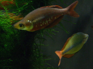Colorful Tropical Fish Swimming in Aquarium at Warsaw Zoo © QuietPixel Studio