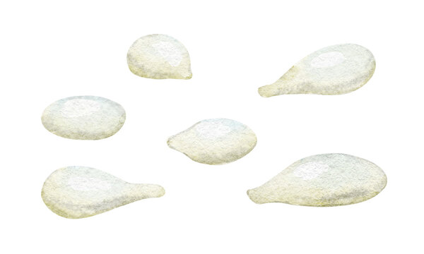 Watercolor illustration of lemon Seeds. Botanical citrus pip set isolated for gardening design, food packaging, kitchen graphics, agriculture themes and organic branding.