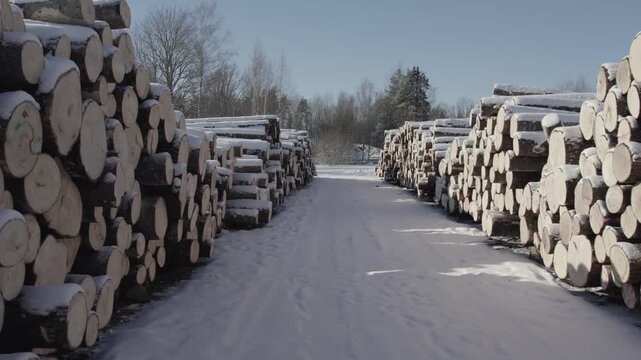 Snow-covered path running between neatly stacked timber logs in a winter forest setting, with bare trees and clear sky in the background. Strong perspective and symmetry