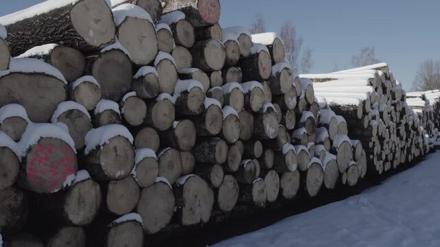 Long stacks of cut timber logs covered in snow line a curved winter road, with bare trees and clear blue sky in the background. Strong depth and leading lines
