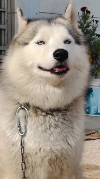 Cute Siberian Husky dog smiling with happiness"