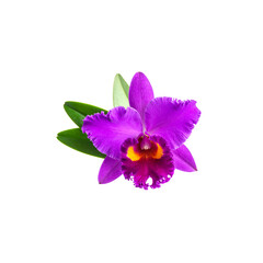 Obraz premium A close-up image of purple and pink orchids in full bloom, their vibrant petals and green leaves contrasting against a white background.