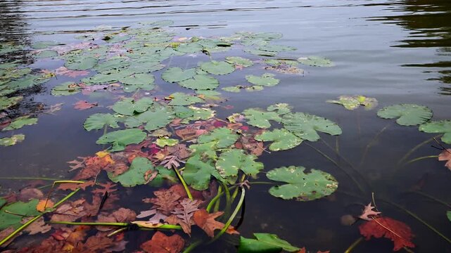 Large green floating leaves of water lilies (family Nymphaeaceae) drifting on the water surface in autumn in a bay of the Raritan River, New Jersey, USA