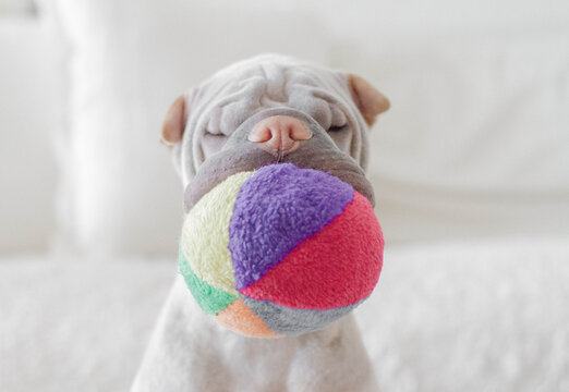 Close-up portrait of a Shar pei dog with soft ball in its mouth sitting in front of a sofa