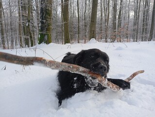 Pies z patykiem na spacerze  © Patryk