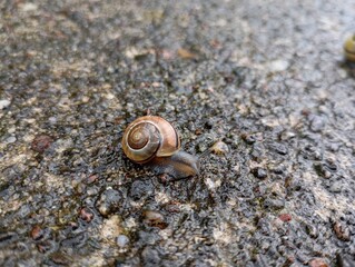 Ślimak  © Patryk