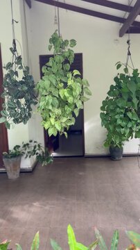 Cinematic View of Lush Variegated Pothos and Scindapsus Houseplants Swaying in the Wind in Hanging Baskets on a Traditional Veranda Home Interior