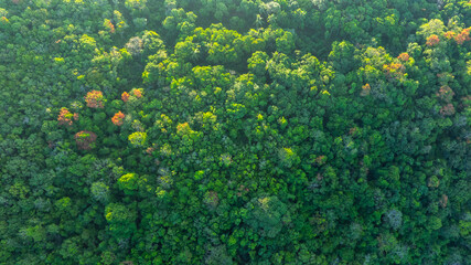 Obraz premium Aerial top view of mixed lush green tropical forest and jungle trees. cinematic nature landscape background for concept is about conservation and natural reforestation 