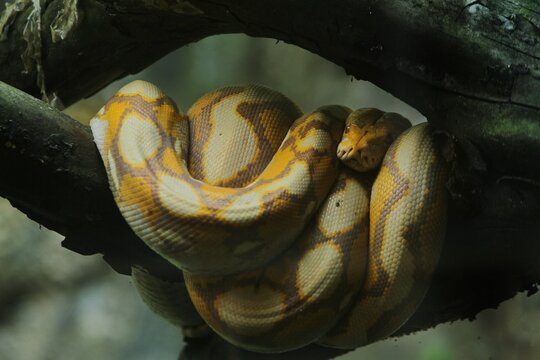 a young malayopython reticulatus is seen crawling on a branch