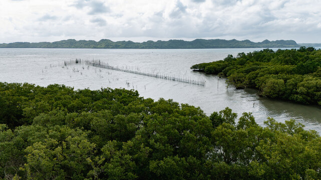 Aerial view of lush mangroves embrace the tranquil coastline under a vast sky, meeting the serene waters near the horizon, Iloilo City, Western Visayas, Philippines.