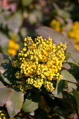 Obraz premium Mahonia aquifolium, Tall Oregon Grape, Berberis aquifolium, is a North American species of&nbsp;flowering plant.