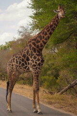 Fototapeta premium Bull giraffe standing on road in Kruger National Park, South Africa
