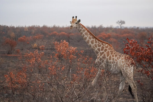 Giraffe walking through burnt mopane woodland in Kruger National Park, South Africa