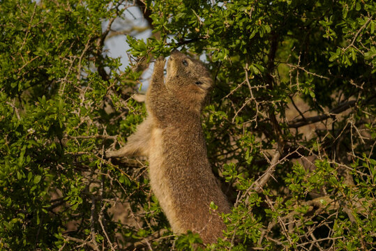 Rock hyrax feeding on shrub leaves at Boulders Beach, South Africa