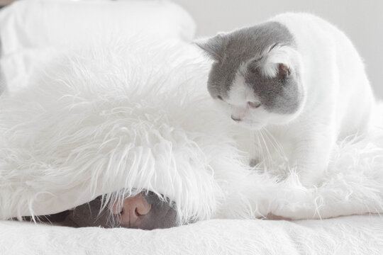 Close-up of a British shorthair cat sitting on a bed looking at a Shar pei dog hiding under a fluffy blanket