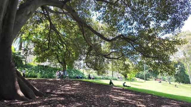 Large tree canopy providing shade in Treasury Gardens, Melbourne, Australia, with people relaxing and walking beneath. A comfortable urban park environment with tree cover and liveable city design.