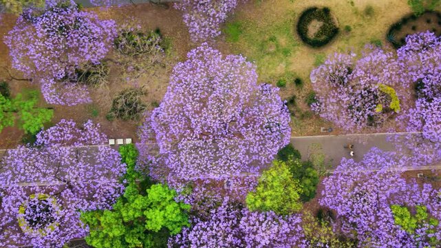 Stunning top-down aerial view of vibrant purple jacaranda trees blooming in a park.