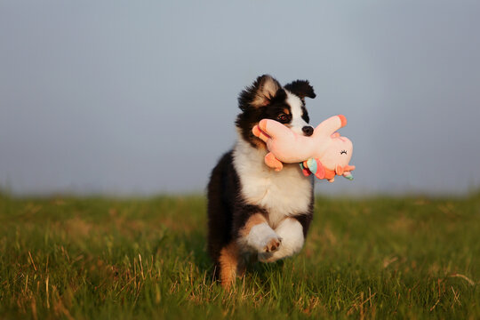 Australian Shepherd puppy running in grass with unicorn toy. Cute aussie pet playing outdoors at sunset. Purebred tricolor dog action portrait. Happy animal in summer field nature sunny landscape mood