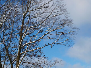 Obraz premium Winter Scene of Birds Perched on Snow-Covered Tree Branches Against Blue Sky