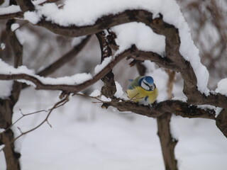 Fototapeta premium Blue Tit Perched on Snow-Covered Branch in Winter Landscape at ?azienki Park, Warsaw