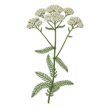 Detailed illustration of a flowering yarrow plant with small white blossoms isolated on transparent background