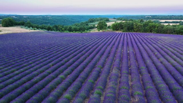 Blooming lavender fields with blue lavender flowers in summer France. Farm for the production of lavender oil.