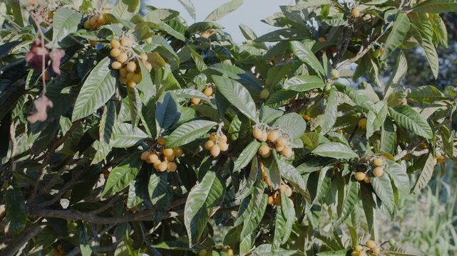 Loquats fruits growing and ripening between green foliage on loquat tree closeup.