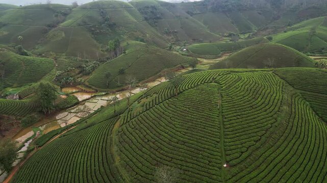 Drone aerial footage of lush tea fields planted across steep hillsides with curved plantation rows overlooking flooded rice fields and farmland in a tropical agricultural region in Vietnam.