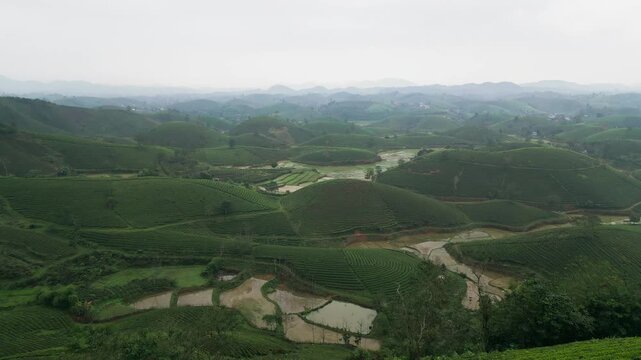 Aerial drone view of tea plantations covering rolling hills with organized rows of tea bushes forming patterned fields across a lush agricultural landscape in a rural highland farming region.