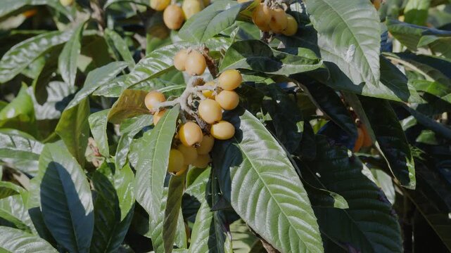 Loquats fruits growing and ripening between green foliage on loquat tree closeup.