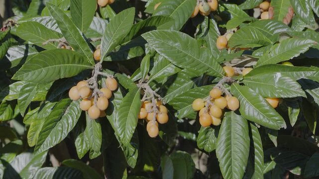 Loquats fruits growing and ripening between green foliage on loquat tree closeup.