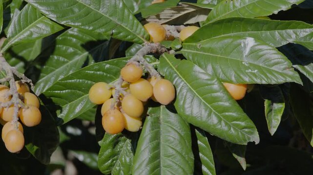 Loquats fruits growing and ripening between green foliage on loquat tree closeup.