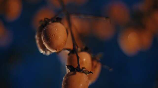 Autumnal harvest bounty ripe persimmons hanging on a tree branch with water droplets.