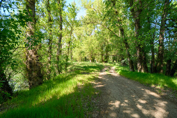 Obraz premium Beautiful spring landscape in the forest with a dirt road, bright sunlight through the leaves of trees on the grass