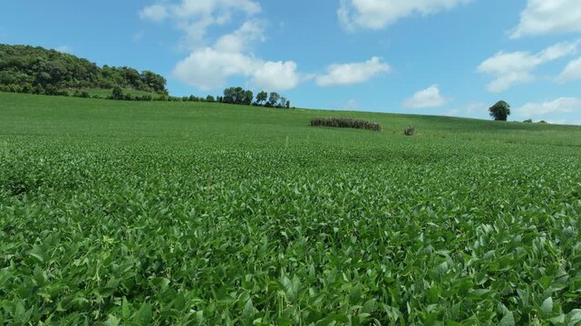 Soybean field low aerial glide over a rural hillside in slow motion under blue sky, captured in D-Log with 10-bit color using a Hasselblad sensor.