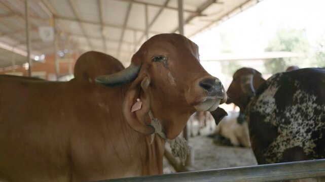 Humped Indian Zebu cows at Guru Dev's organic farm in India, 4k.