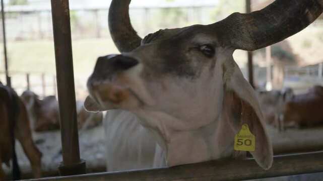 Sacred cows in organic dairy farm at Art of Living Ashram, Bangalore