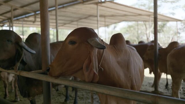 Peaceful Indian cows in a traditional Gaushala at Art of Living center.