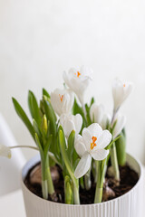 Obraz premium Blooming white crocus plant with green leaves in ceramic pot
